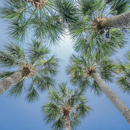 Royal Palms Motel-2